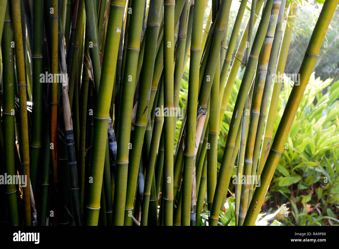 Bambusa textilis,Weaver's Bamboo,clump,clumping,cane,canes,culm,culms,green,bamboos,tropical,garden,gardens,RM Floral Stock Photo