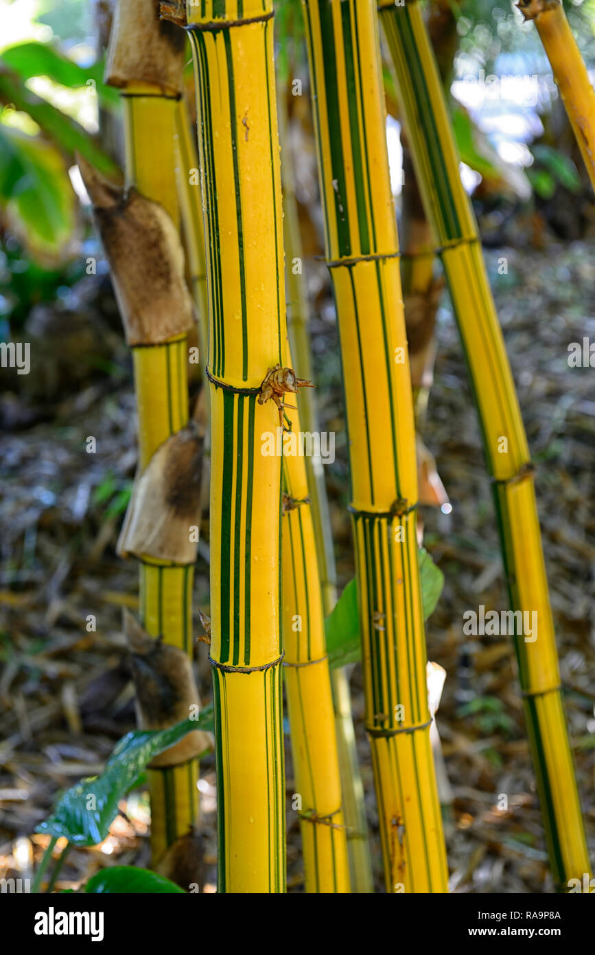 Bambusa vulgaris Vittata,Painted Bamboo,Bambusa vulgaris Striata,culm,culms,yellow,green,stripe,striped,bamboos,tropical,garden,gardens,RM Floral Stock Photo