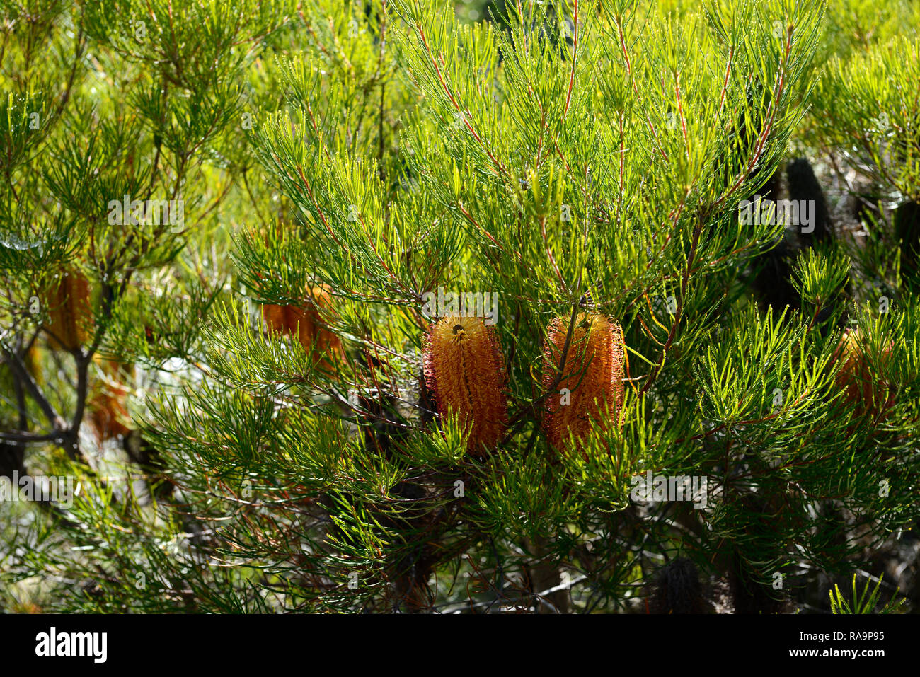 Banksia spinulosa var cunninghamii,Banksia cunninghamii,Hairpin Banksia,orange,golden,flower,flowers,flowering,shrub,shrubs,garden,RM Floral Stock Photo