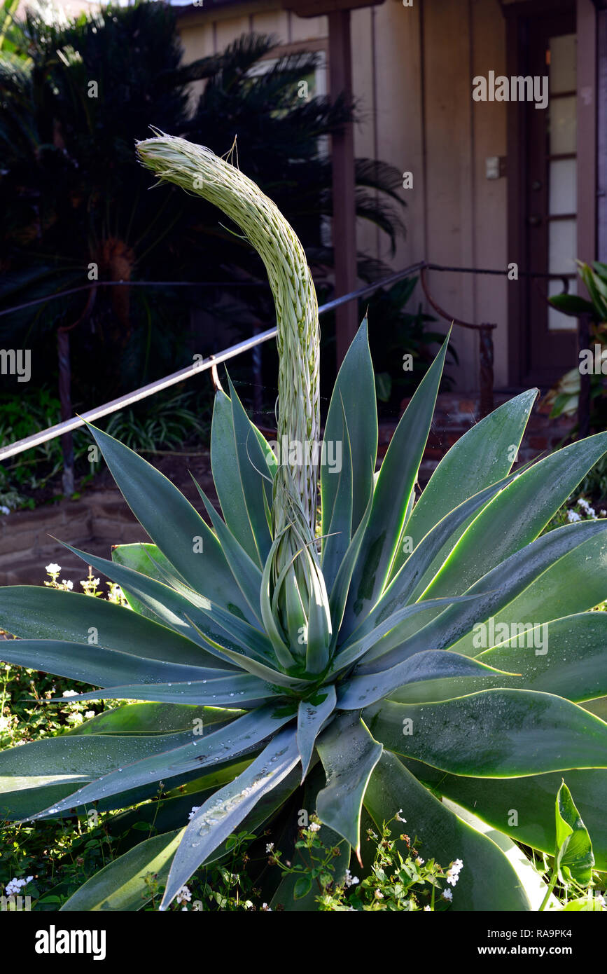 blue agave,flower spike,cactus,succulent,plant,plants,drought tolerant,garden,gardens,RM Floral Stock Photo