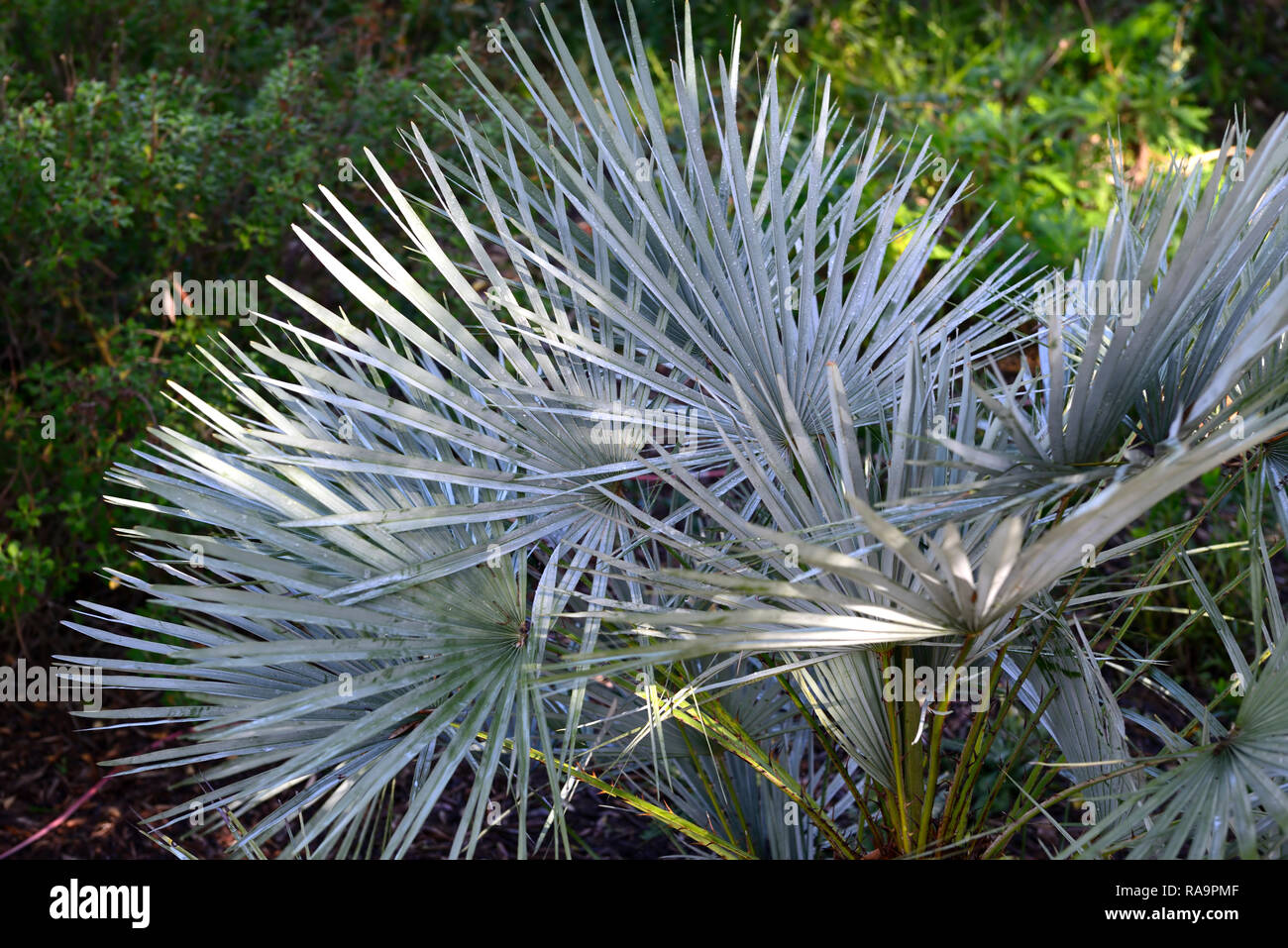 Chamaerops humilis Cerifera,Blue Mediterranean Fan Palm,hardy,palms,palm,tree,shrub,shrubs,trees,garden,RM Floral Stock Photo