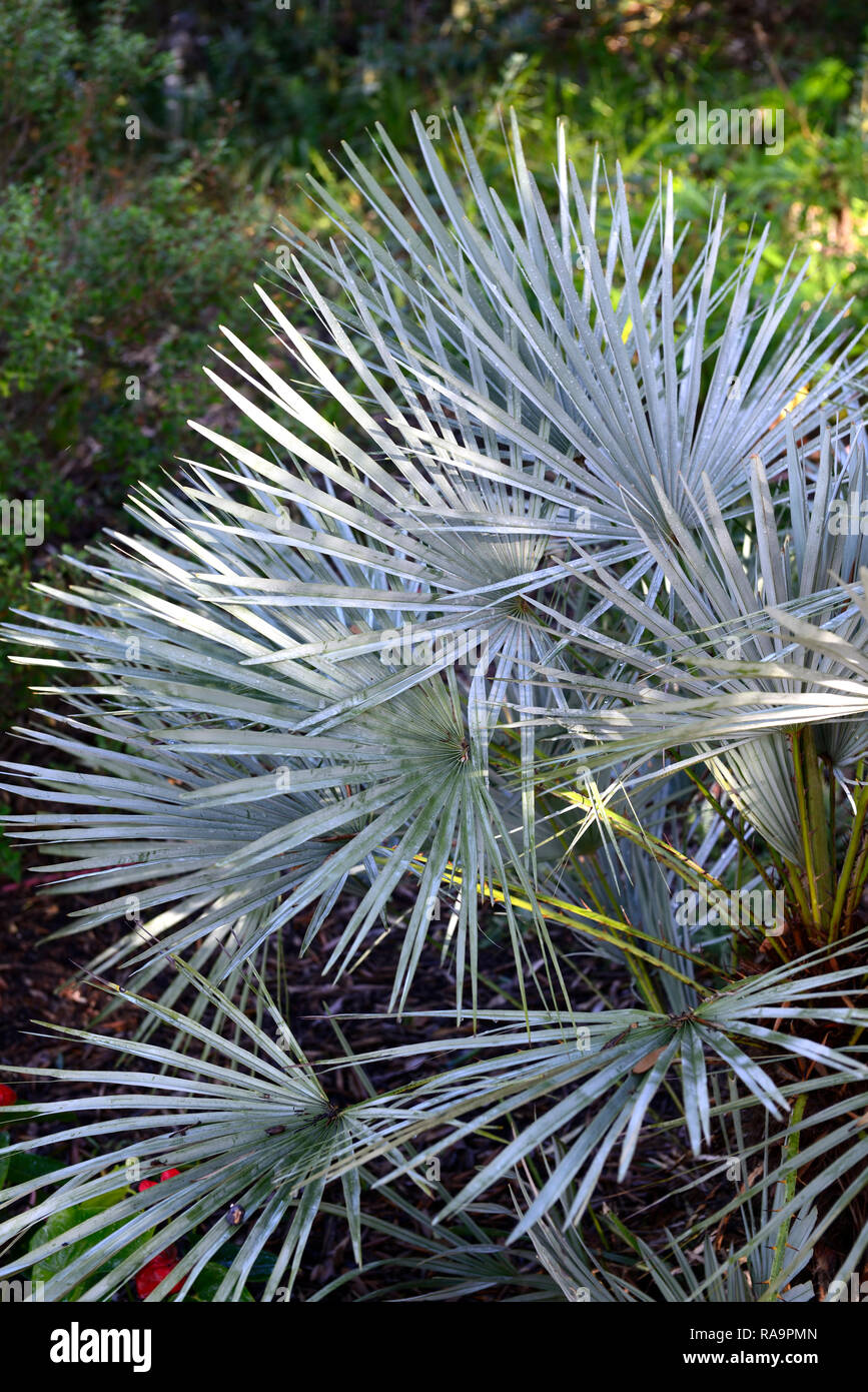 Chamaerops humilis Cerifera,Blue Mediterranean Fan Palm,hardy,palms,palm,tree,shrub,shrubs,trees,garden,RM Floral Stock Photo