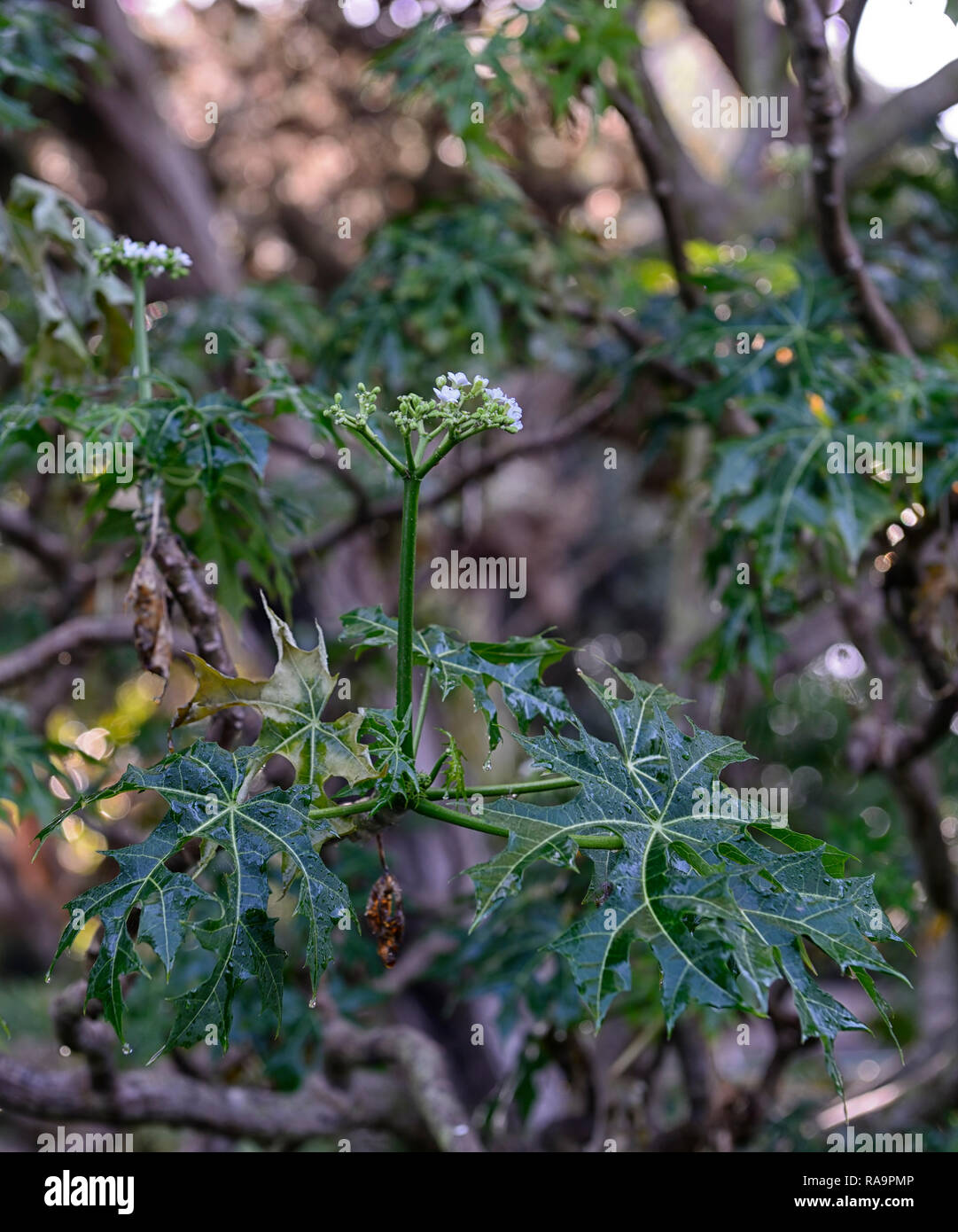 Cnidoscolus aconitifolius,chaya,tree spinach,Tread Softly,Cabbage Star,leaves,foliage,medicinal,edible,poisonous,RM Floral Stock Photo