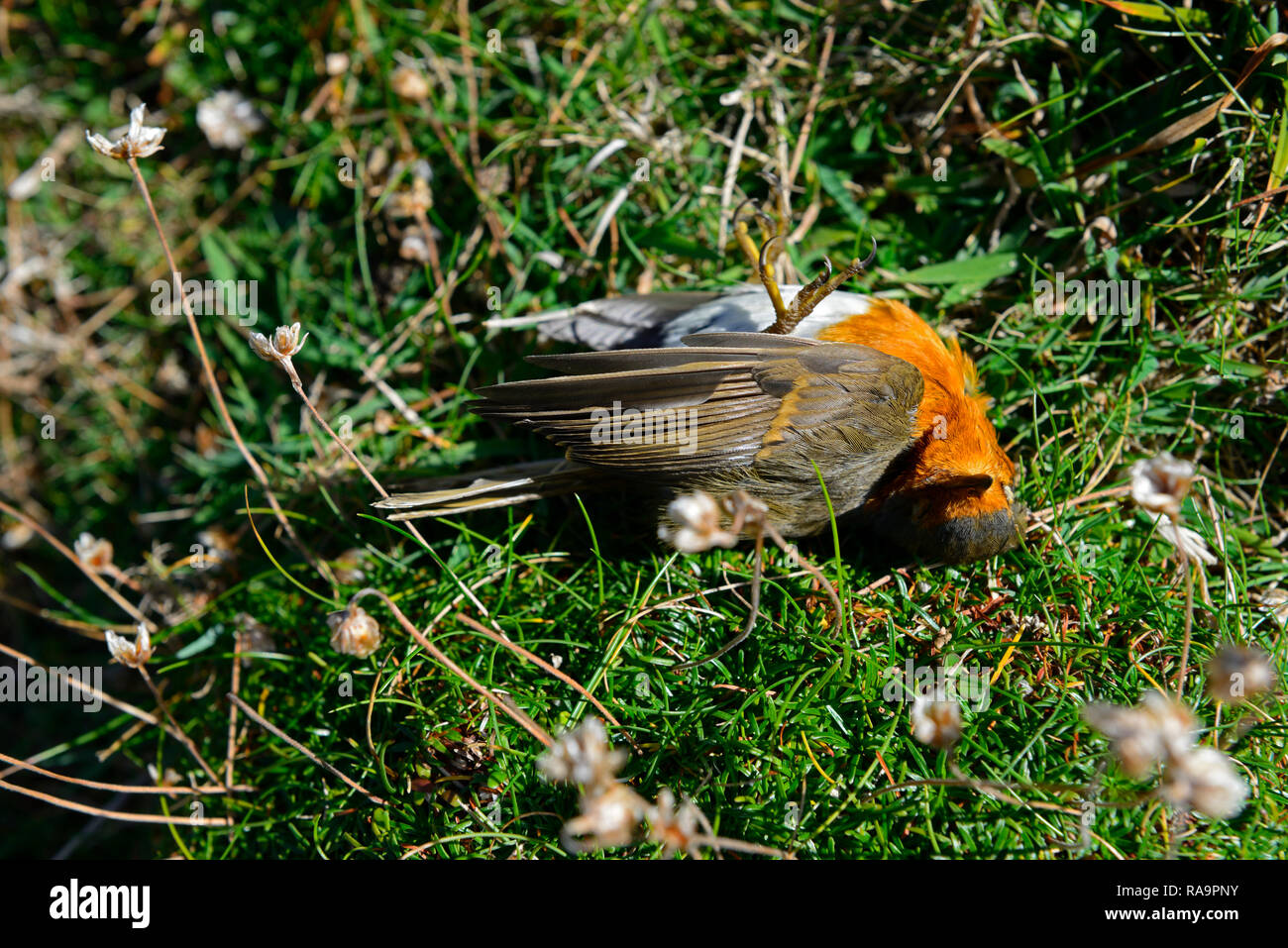 Dead robin hi-res stock photography and images - Alamy