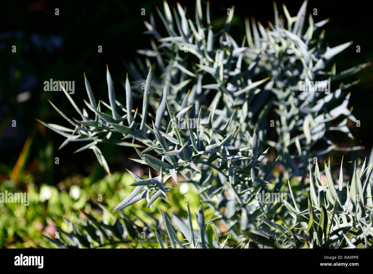 Encephalartos horridus,Eastern Cape blue cycad,spiny,spiky,leaflets,sharp,thorn,thorns,cycads,drought tolerant,RM Floral Stock Photo