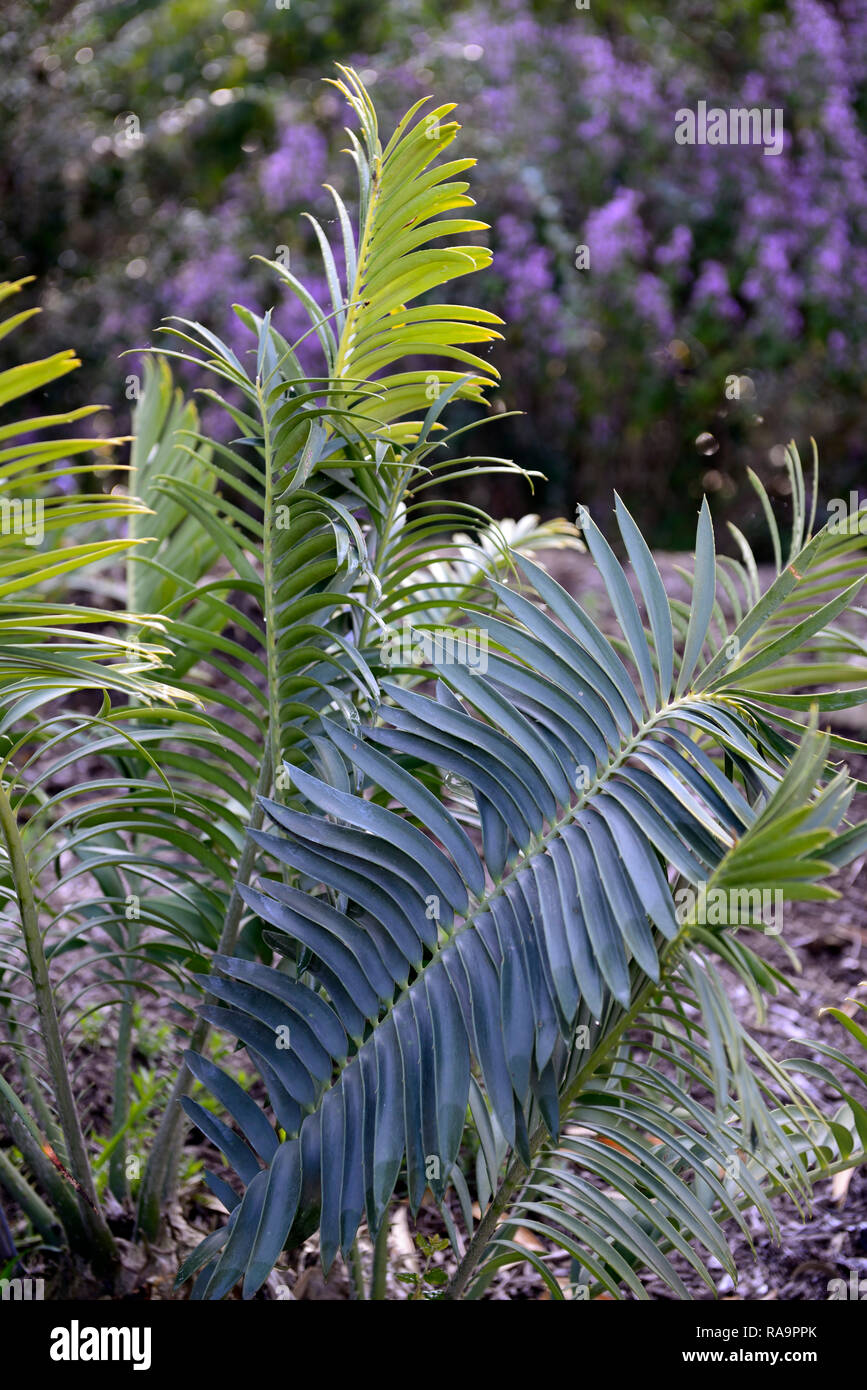 Encephalartos sclavoi,Sclavo's cycad,critically endangered cycad,cycads,foliage,leaves,tanzania,RM Floral Stock Photo