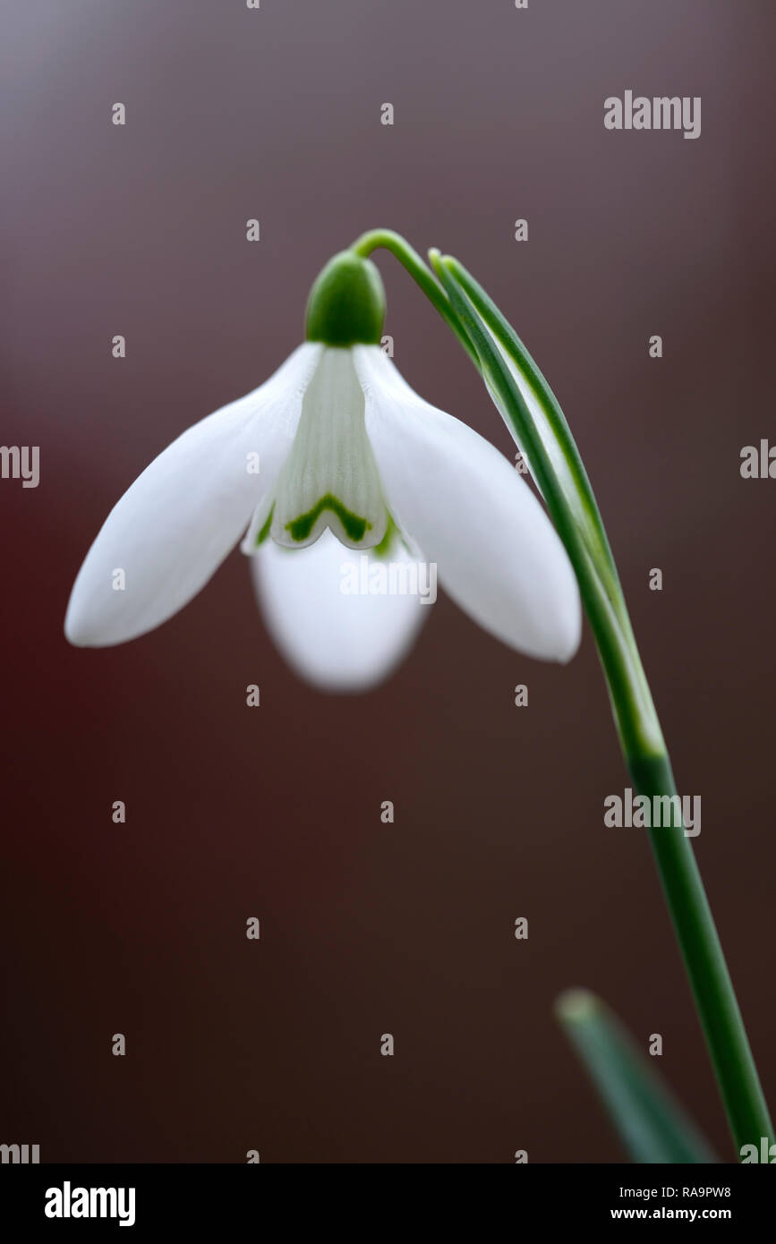 Galanthus Castlegar Irish Snowdrop Flower Christmas Early Snowdrop White Flowers Flower Bulbs Snowdrops Spring Flowering Collectors Rare Galantophile Stock Photo Alamy