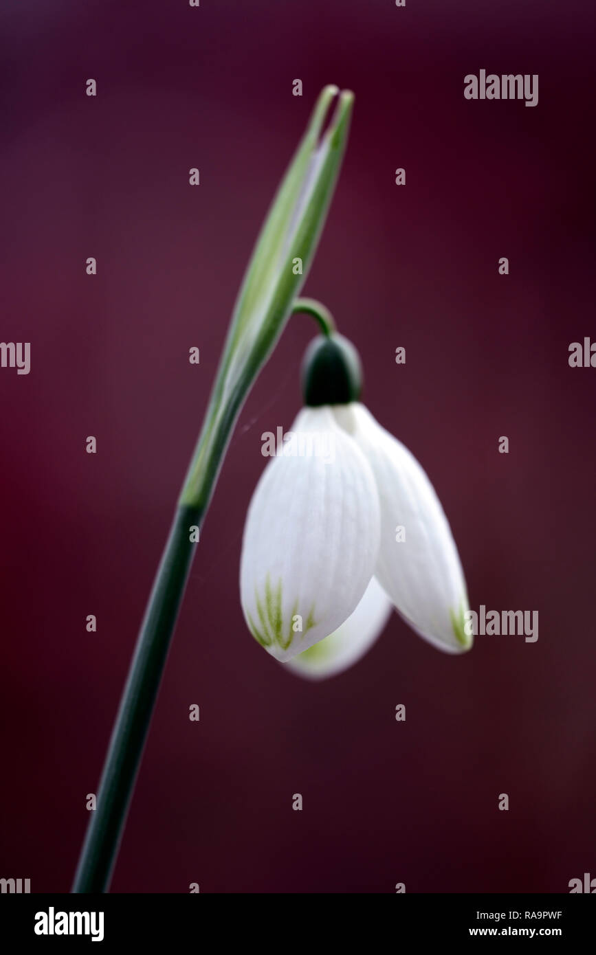 Galanthus Caucasicus Green Tip Snowdrop Flower Christmas Early Snowdrop White Flowers Flower Bulbs Snowdrops Spring Flowering Collectors Rare Galanto Stock Photo Alamy