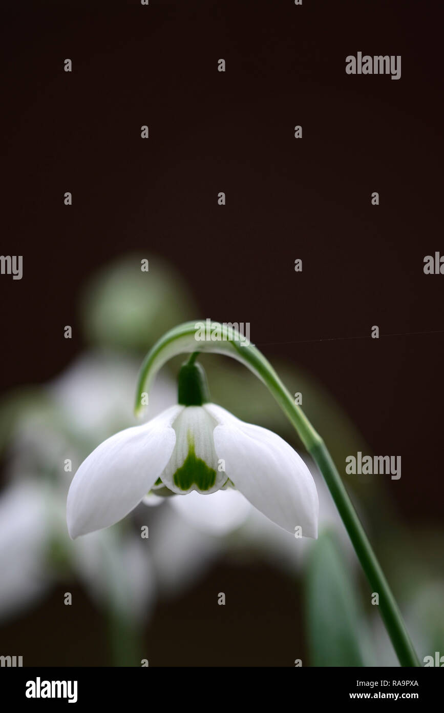 Galanthus elwesii Faringdon Double,double flower,christmas,early,snowdrop,white,flowers,flower,bulbs,snowdrops,spring,flowering,collectors,rare,galant Stock Photo