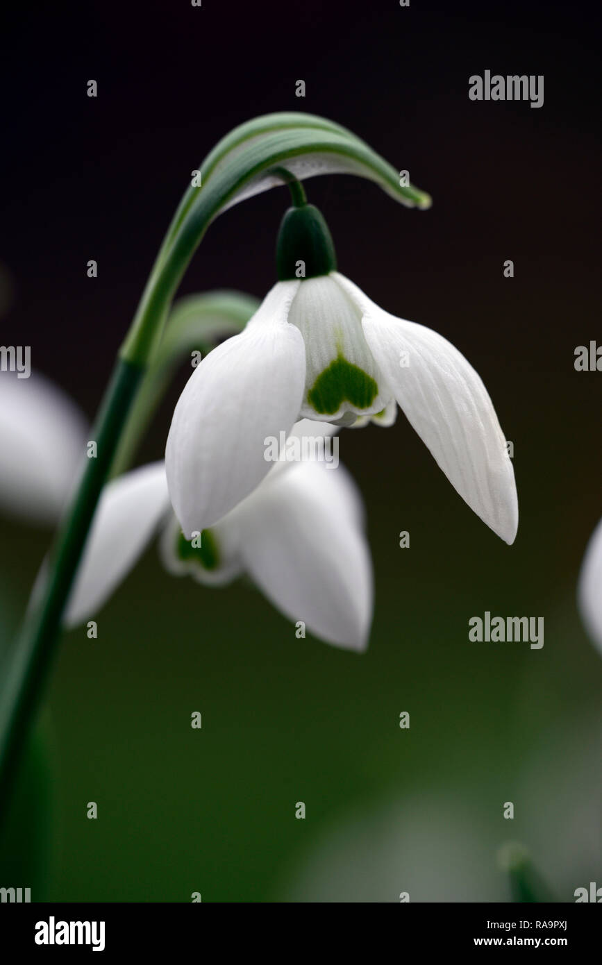Galanthus elwesii Faringdon Double,double flower,christmas,early,snowdrop,white,flowers,flower,bulbs,snowdrops,spring,flowering,collectors,rare,galant Stock Photo