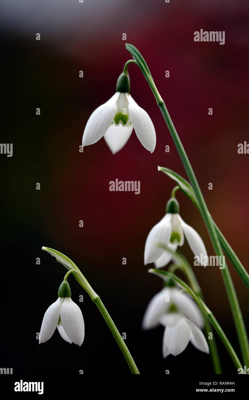 Galanthus Reginae-olgae Cambridge,snowdrop,flower,early,snowdrop,white ...