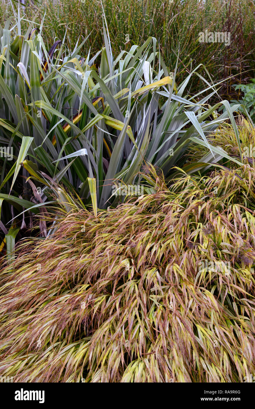Astelia chathamica silver spear,Pennisetum alopecuroides,hakonechloa macra aureola,grass,grasses,foliage,leaves,mix,mixed,bed,border,display,RM Floral Stock Photo