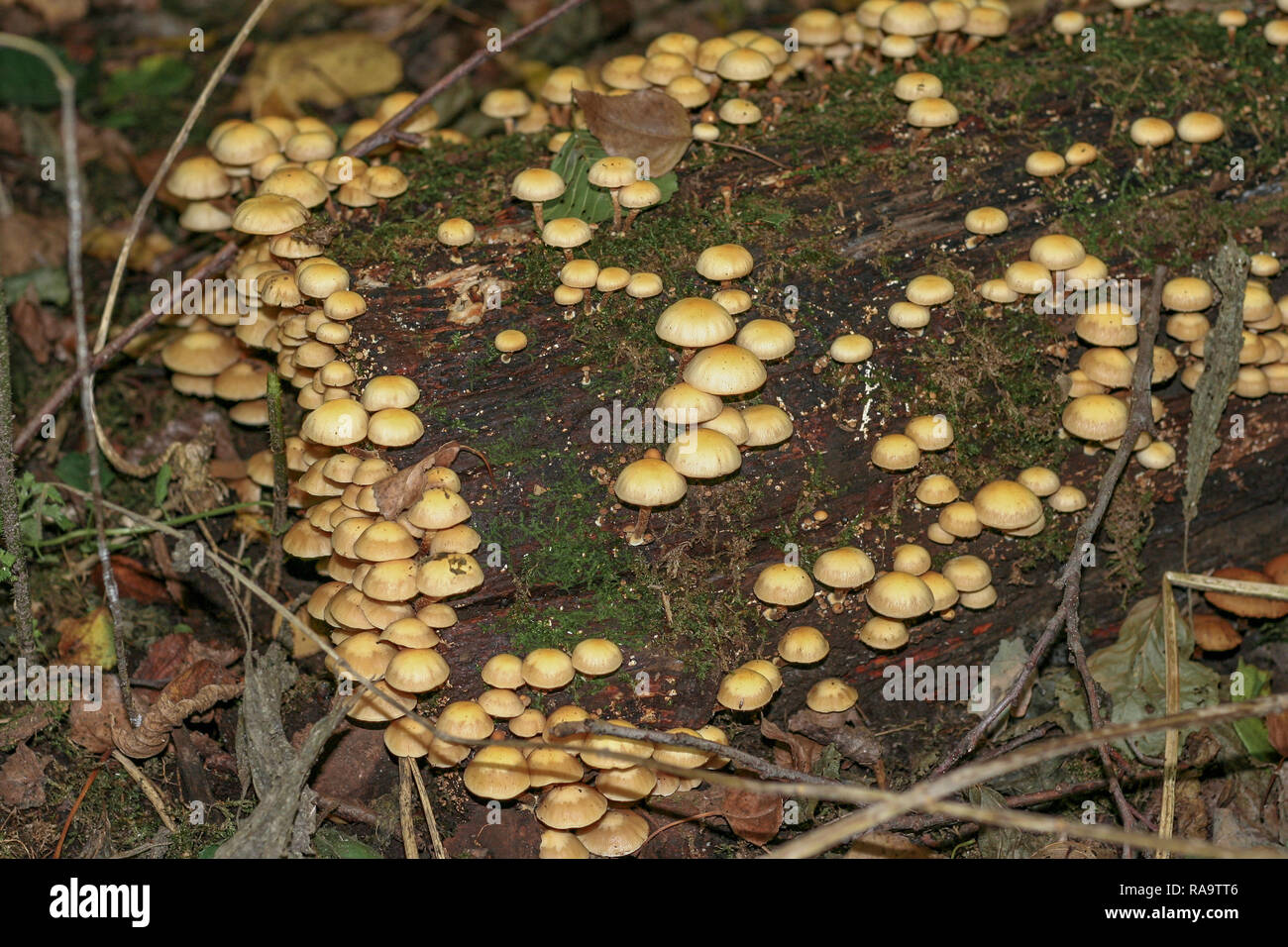 Many small yellow mushrooms growing on a decaying tree trunk Stock ...