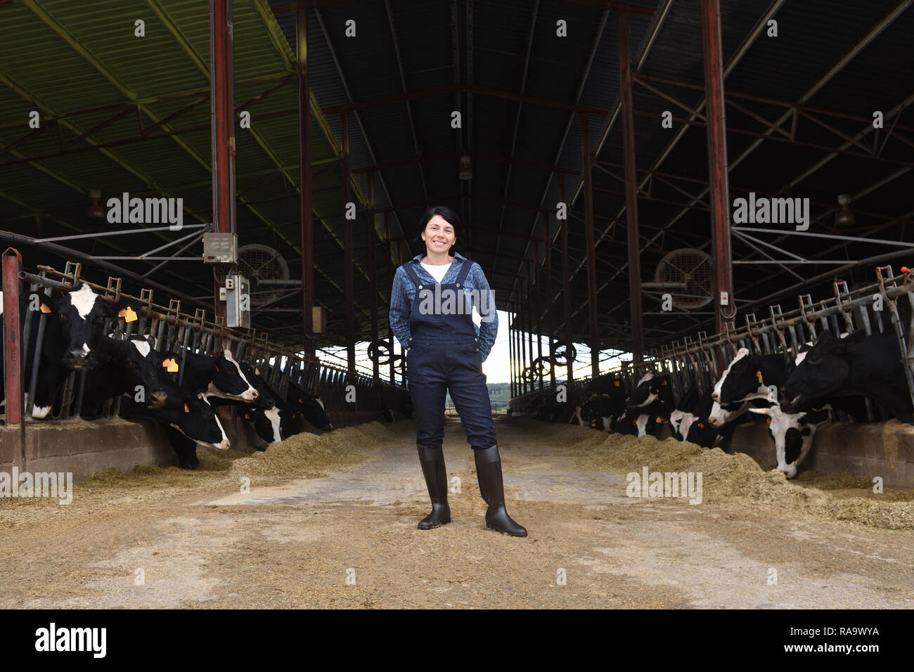 portrait of a woman farmer with cows Stock Photo - Alamy
