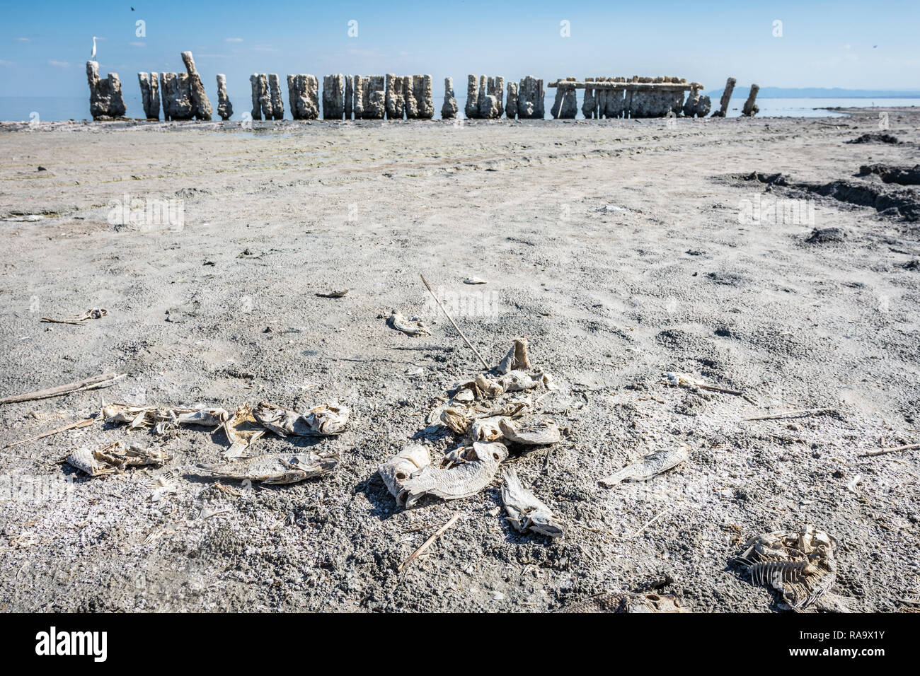 Tilapia fish bones sit on the beach with abandoned dock pillars sit on