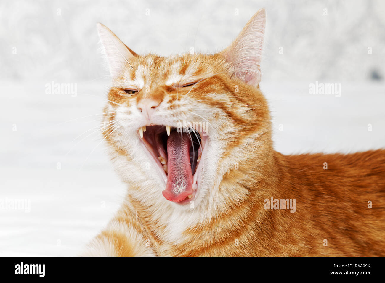 Closeup portrait of yawning ginger cat on light blurred background. Shallow focus. Stock Photo