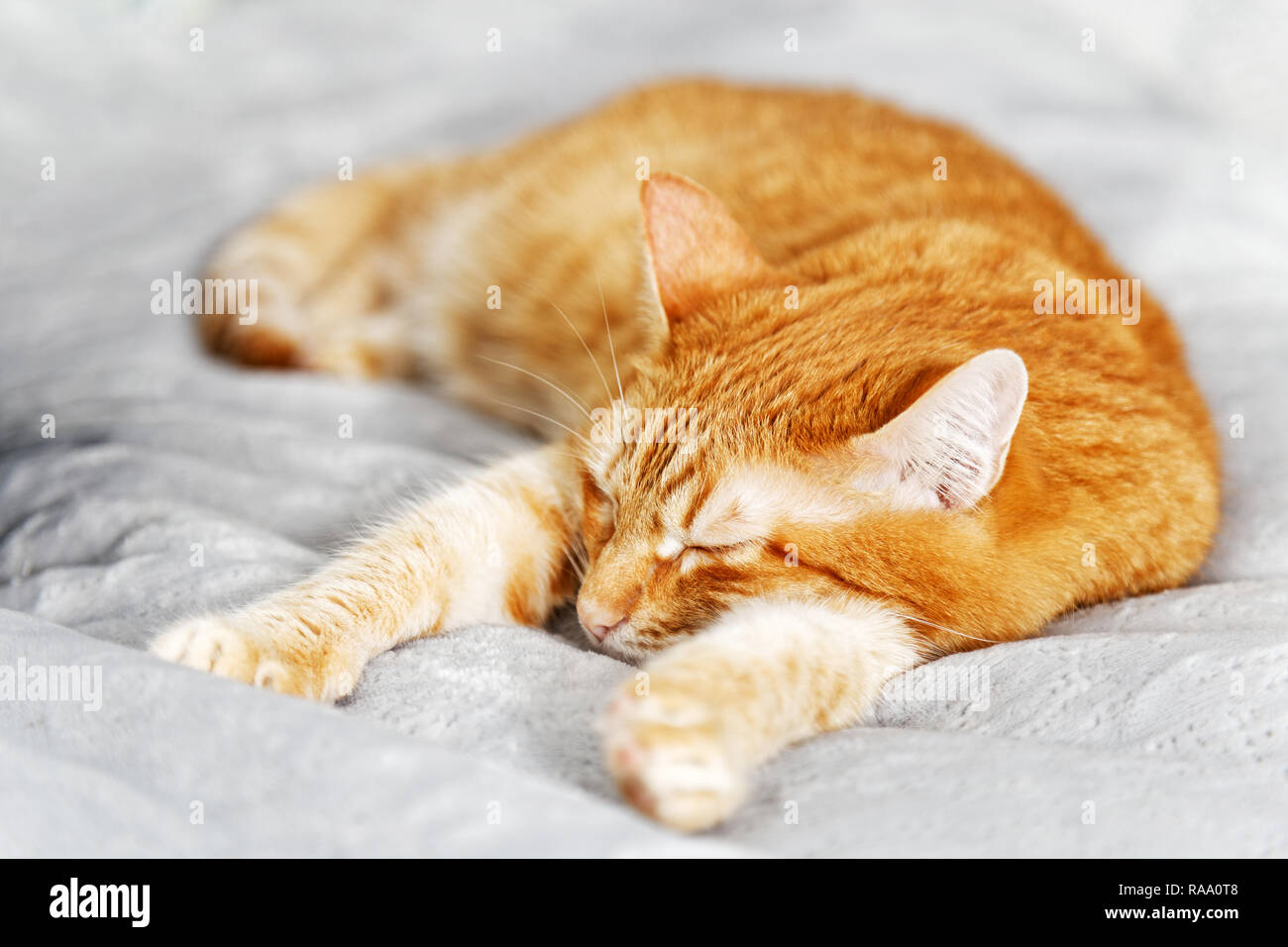Closeup portrait of a red ginger cat sleeping on a bed stretching his ...