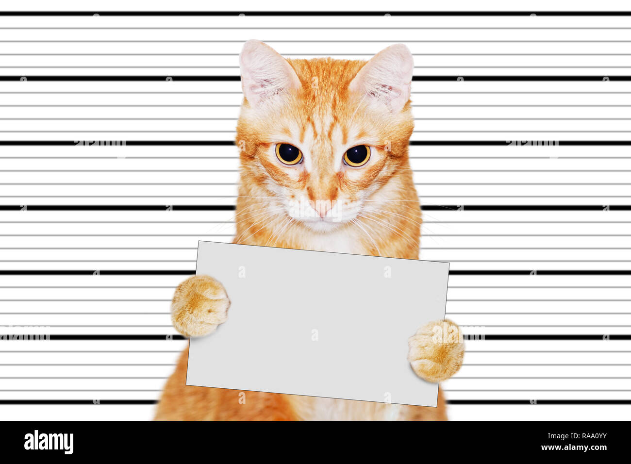 Cat with Sign and Rum in Prison Stock Image - Image of beige, creative:  167814463