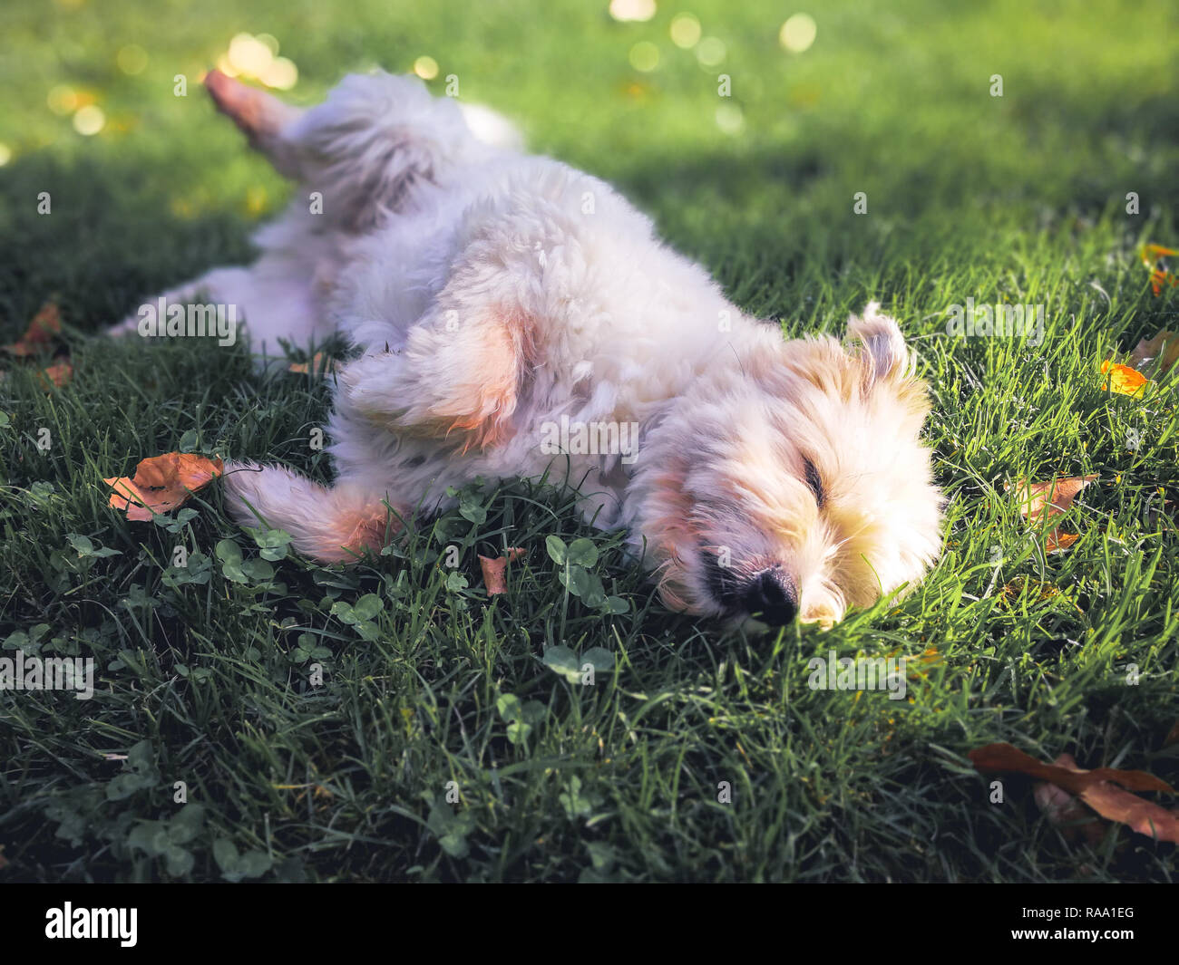 Cute sweet furry dog lying on a grass in a city park Stock Photo