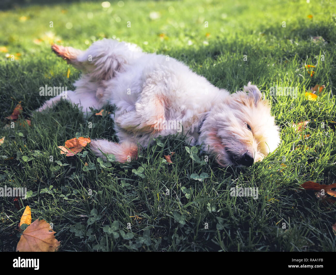 Cute sweet furry dog lying on a grass in a city park Stock Photo