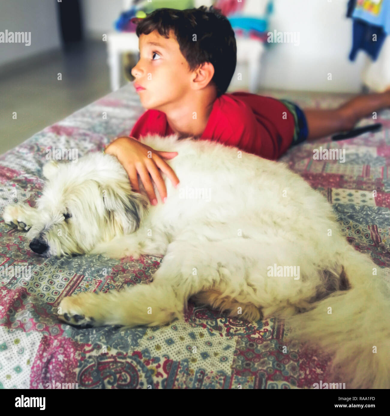 Cute sweet furry dog lying on a bed with a young boy Stock Photo