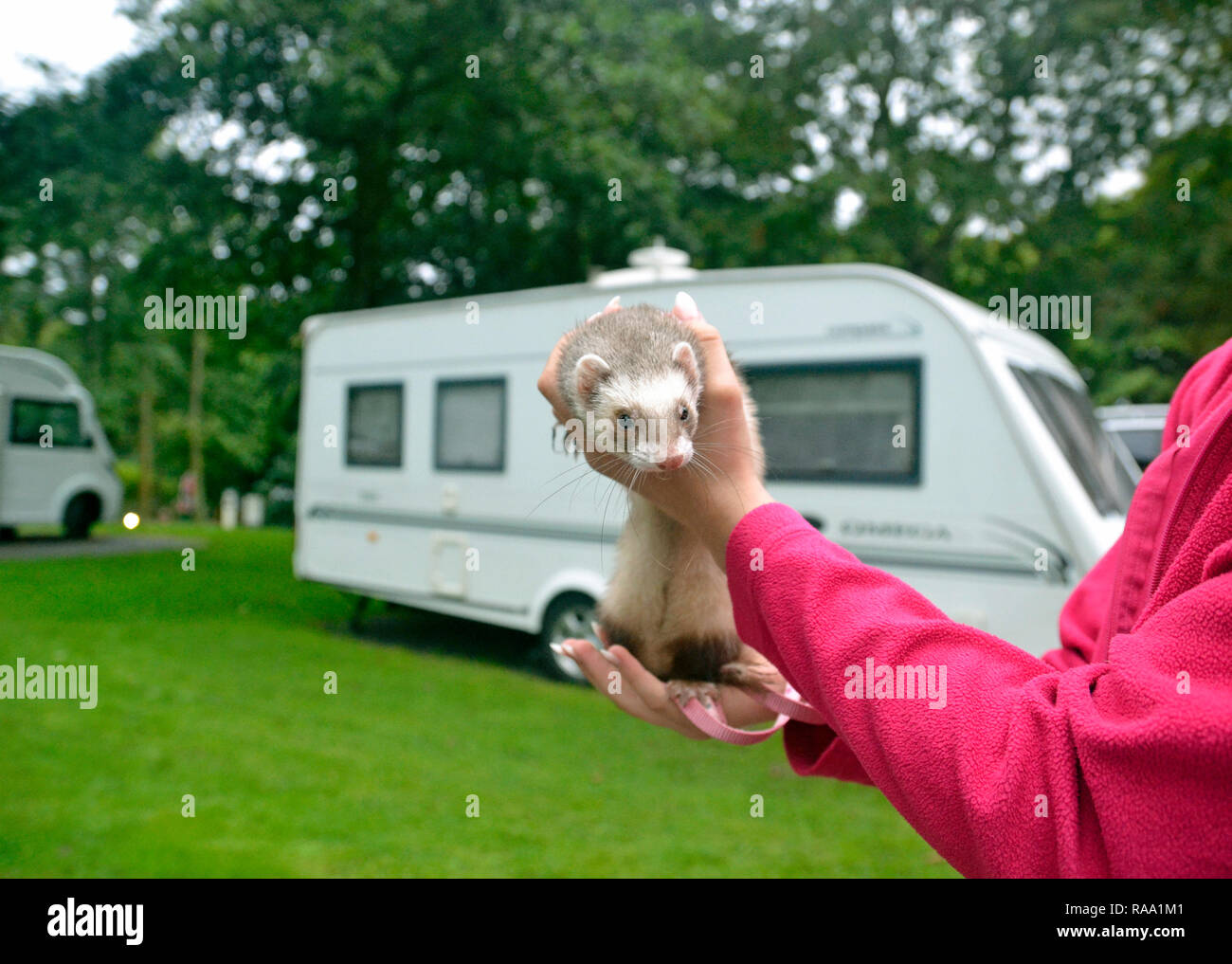 A ferret at Ravenglass Camping and Caravanning Club Site, Cumbria, UK - he was on a lead, going for a walk. Stock Photo