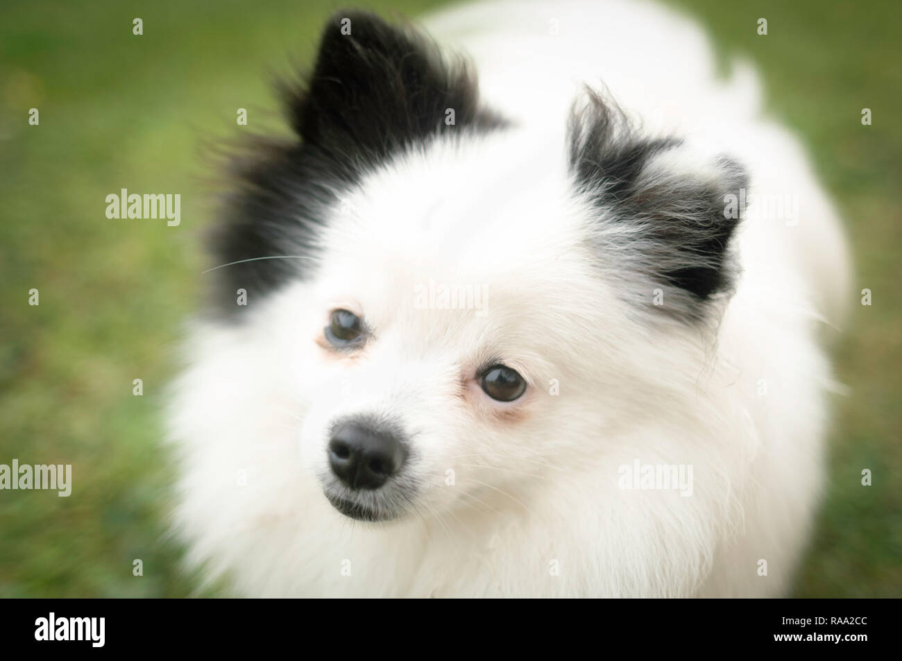 pomeranian dog white and black