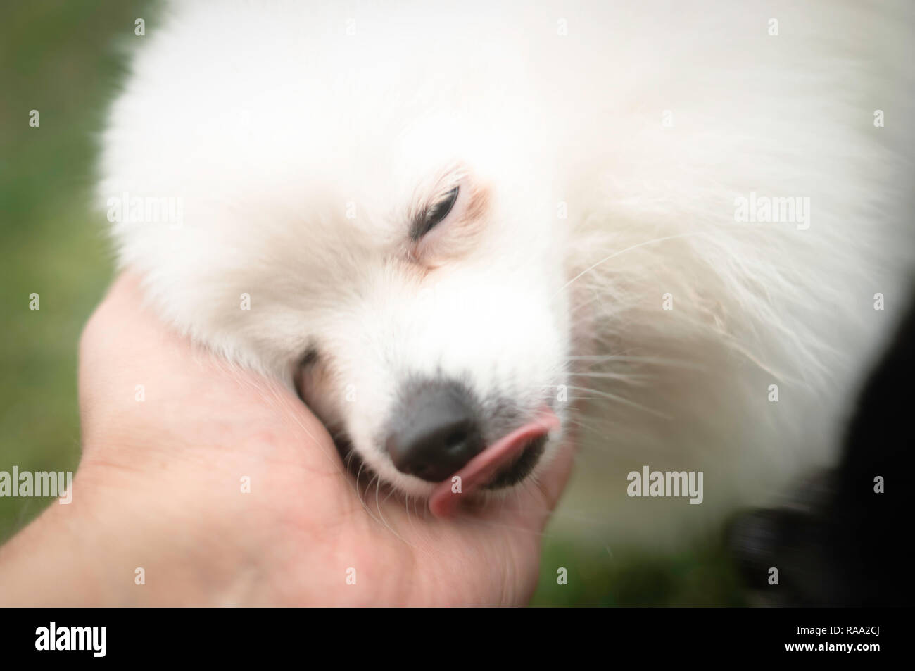 Black And White Pomeranian Dog Stock Photo Alamy