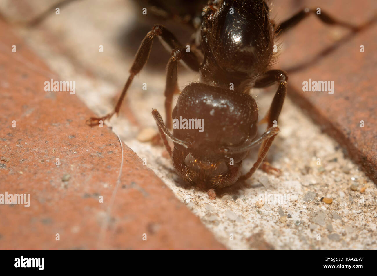 Carpenter Ant with open fangs searching for food on stone floor Stock Photo