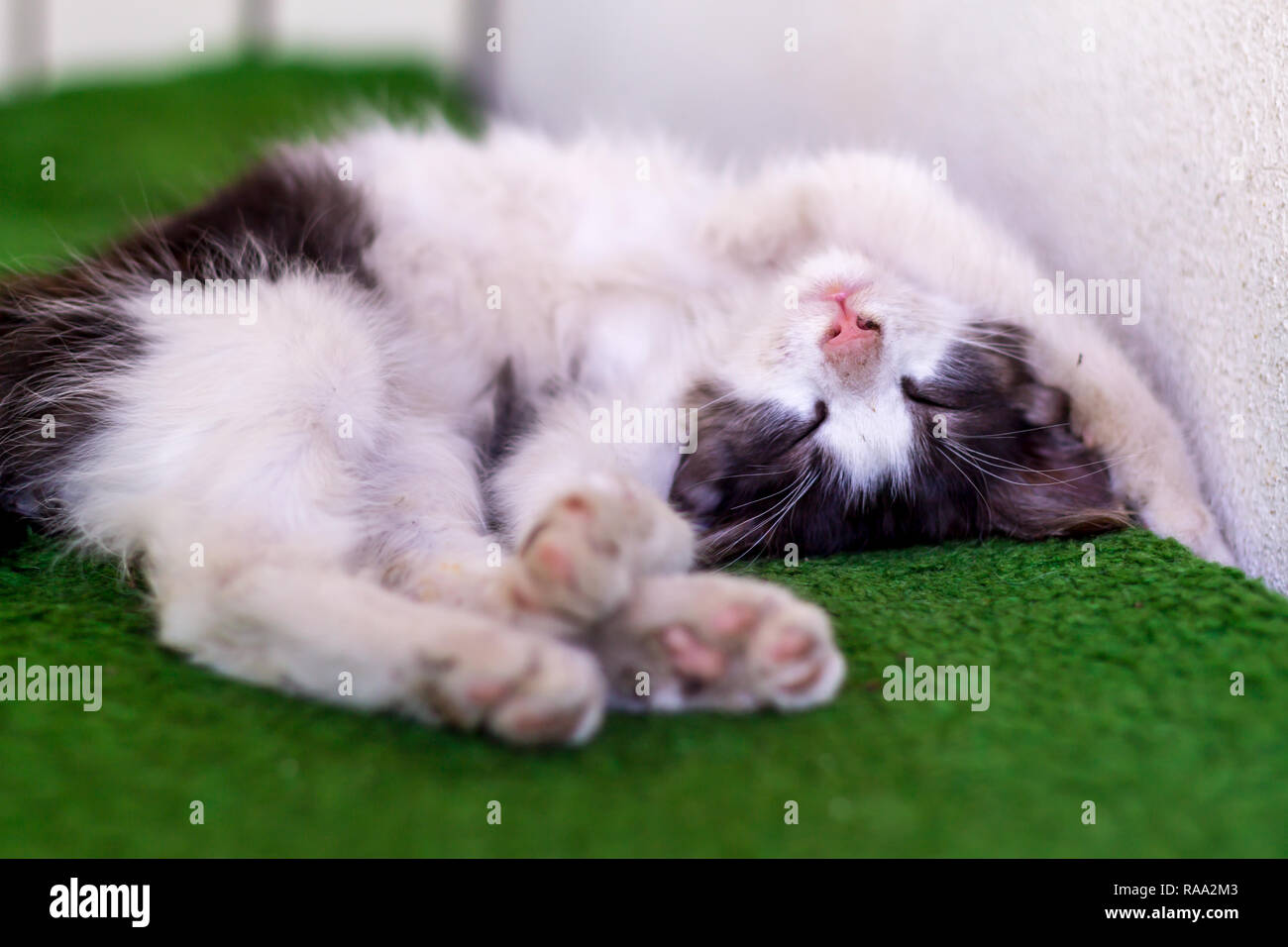 Cute kitten laying on her back Stock Photo