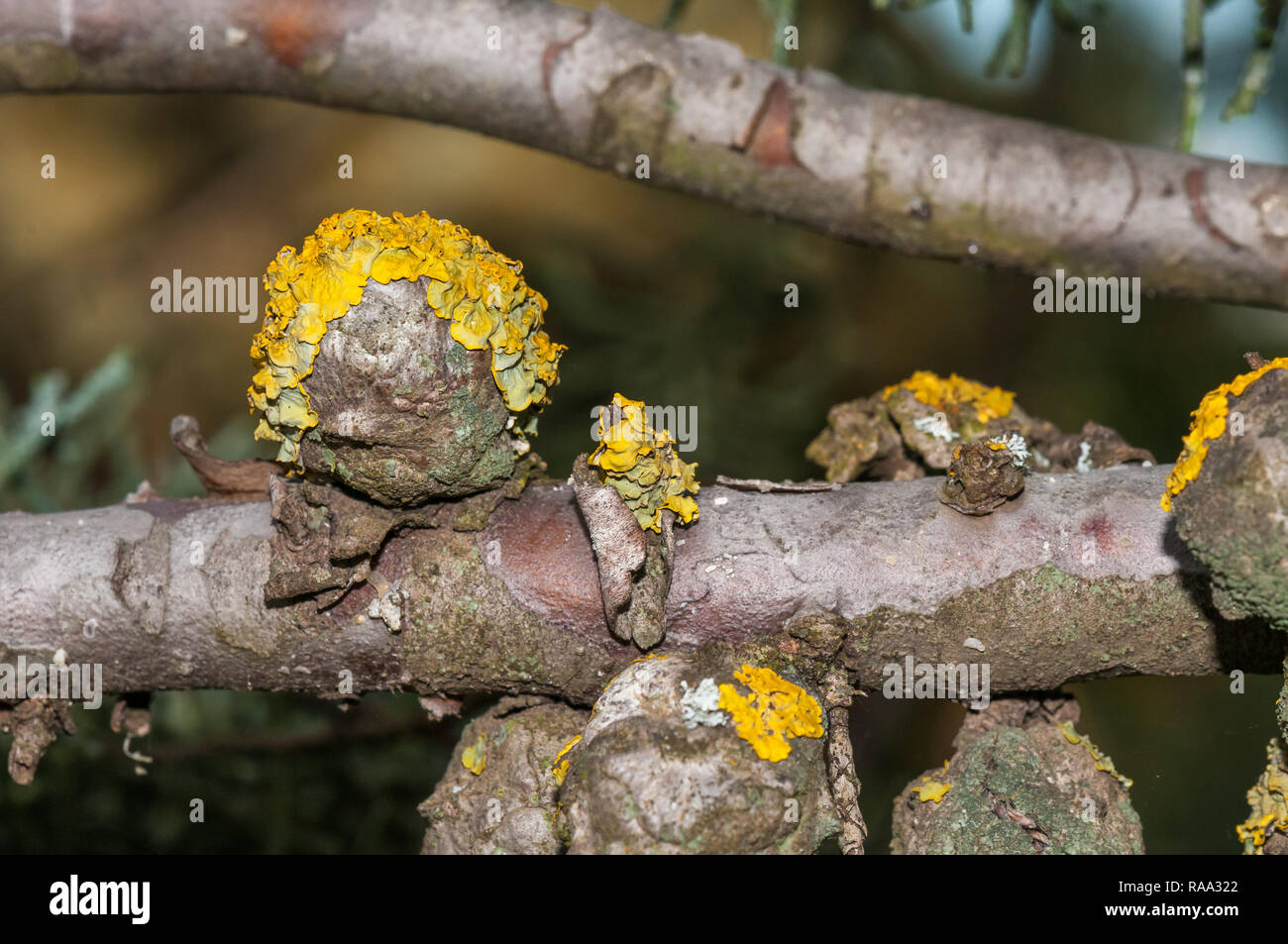 close-up view of Cupressus glabra, Arizona smooth bark cypress, cypress, fruit with lichens, Catalonia, Spain Stock Photo