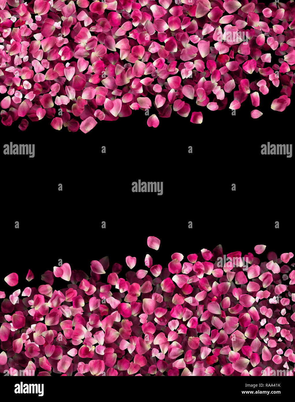 Rosa rose petals floating on a blank banner, each studio photographed and isolated on absolute black Stock Photo