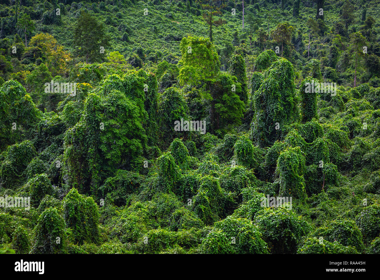 Lush jungle forest in Phong Nha-Ke Bang National Park, Phong Nha, Vietnam, Asia Stock Photo