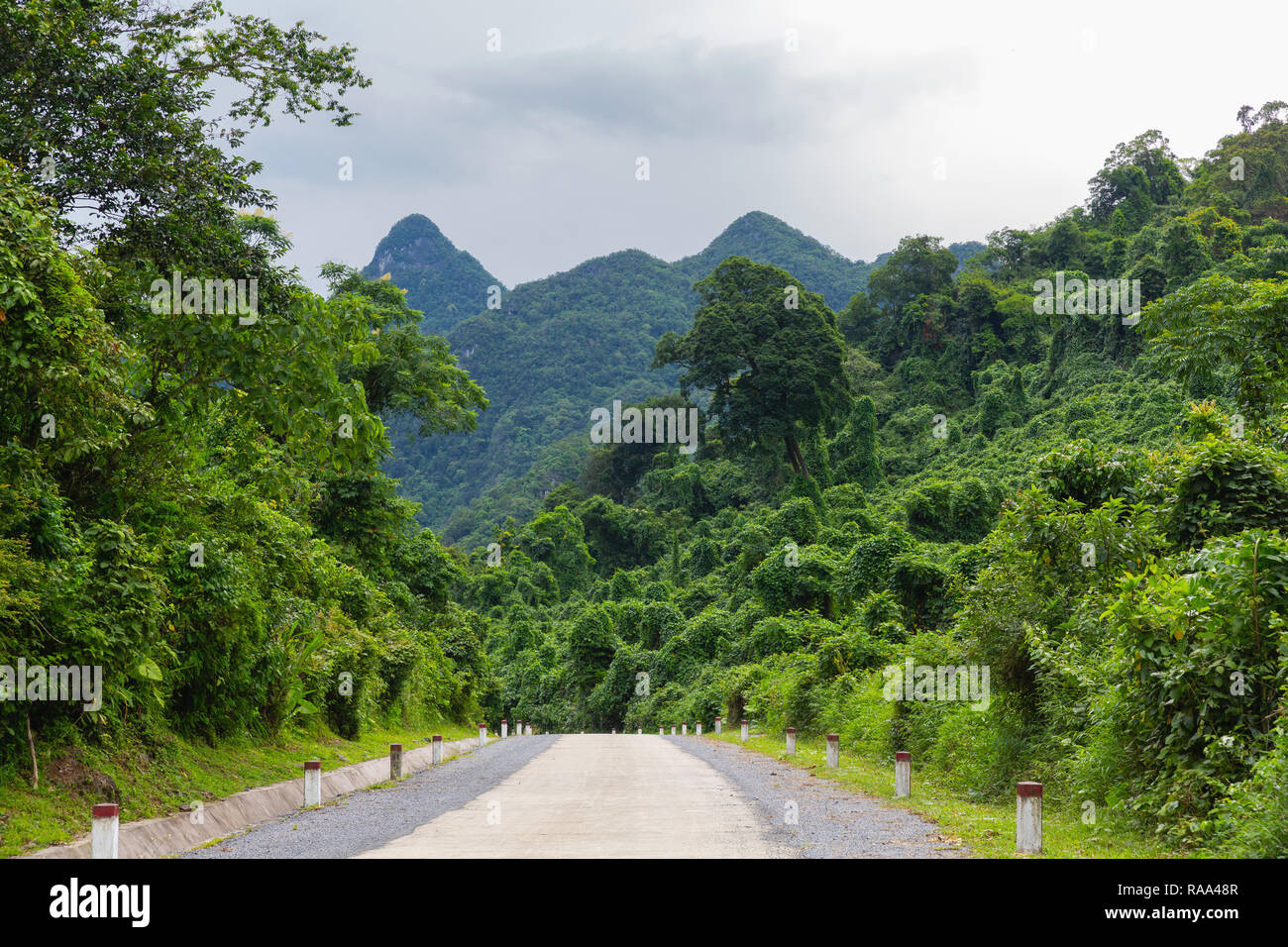 Lush jungle forest in Phong Nha-Ke Bang National Park, Phong Nha, Vietnam, Asia Stock Photo
