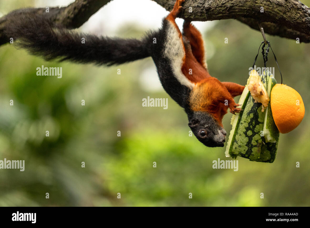 Prevost squirrel hanging upside down, eating water melon Stock Photo