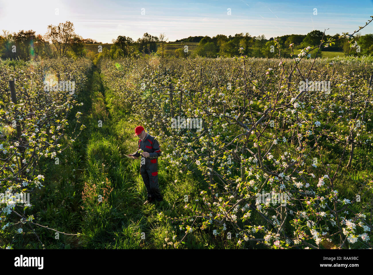 Using a digital tablet, an apple grower checks his apple trees Stock Photo