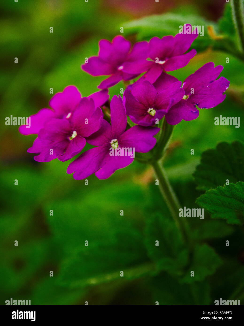 Fluorescent wild flowers hi-res stock photography and images - Alamy