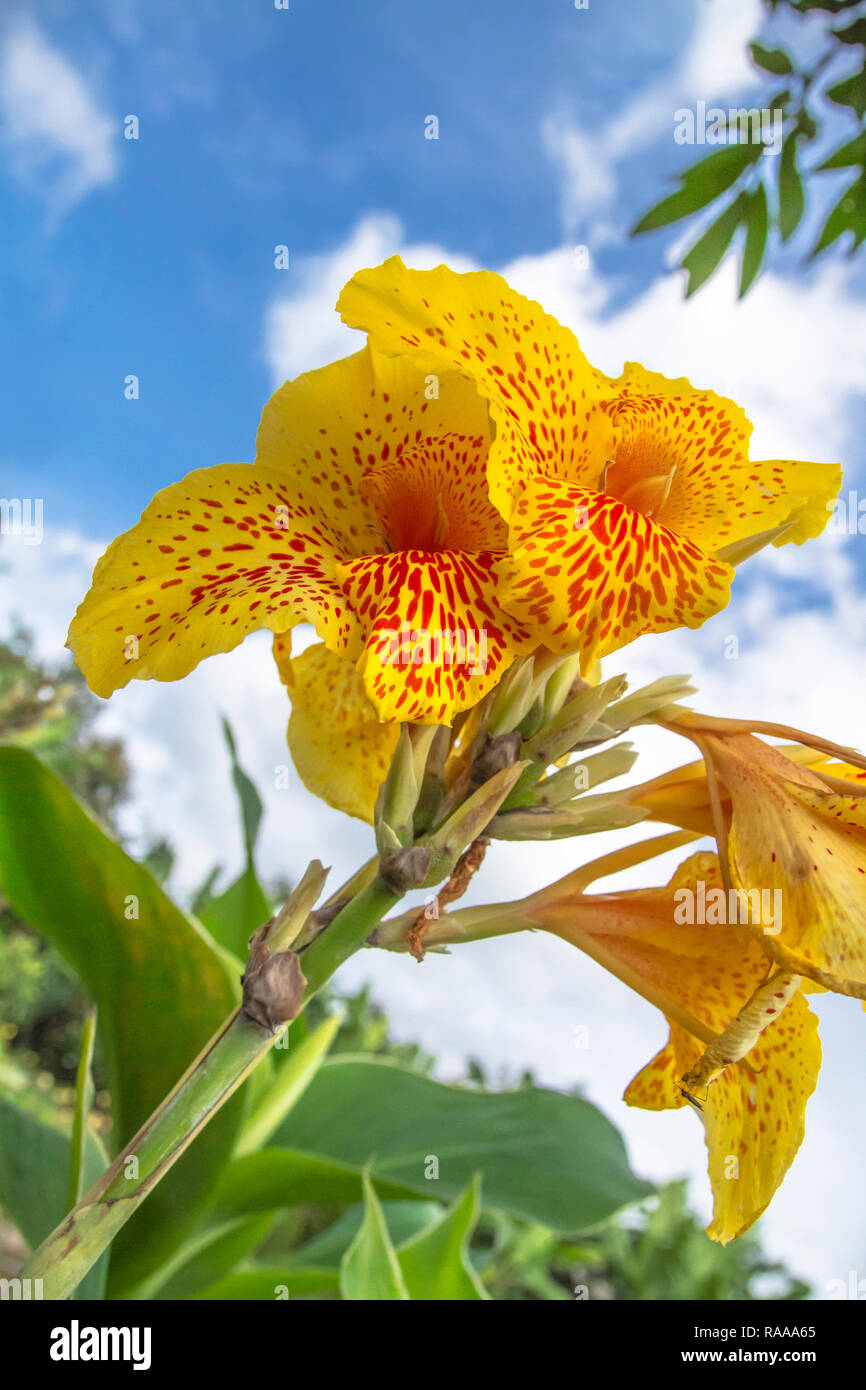 Canna Indica yellow color flowers Stock Photo
