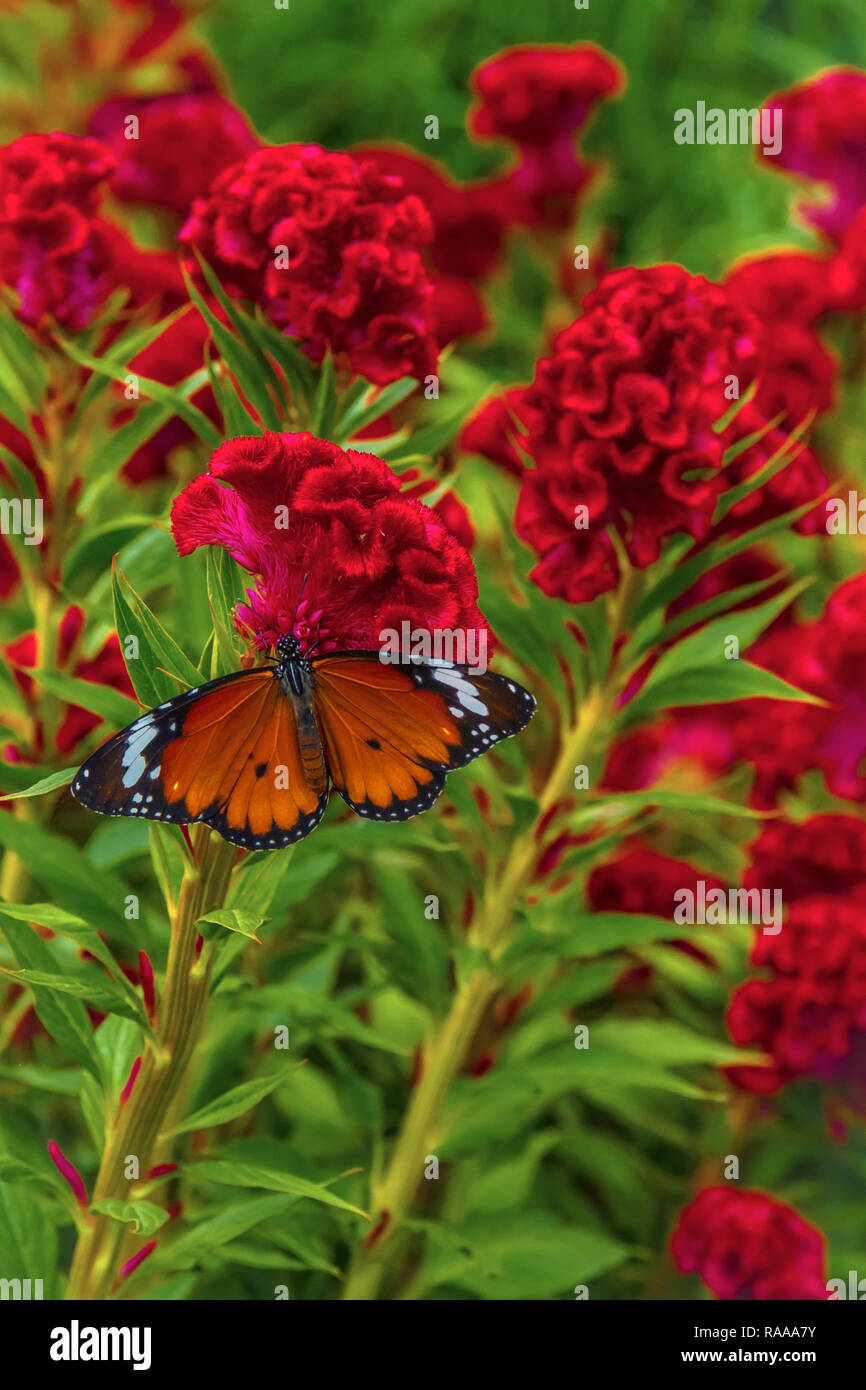 Butterfly on Celosia argentea cristata flowers Stock Photo