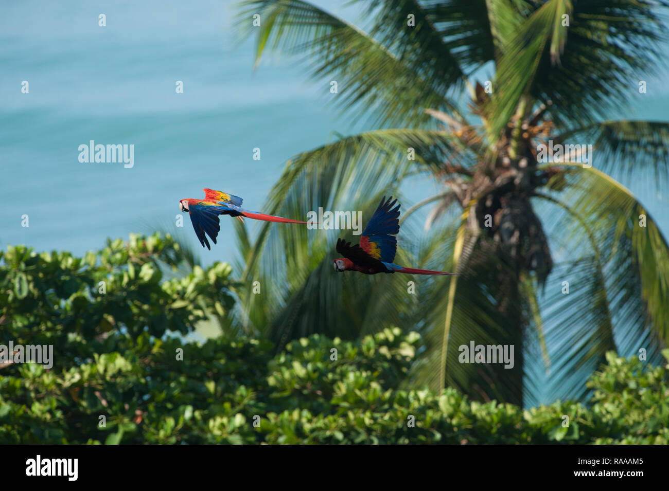 Birds of Costa Rica Stock Photo Alamy