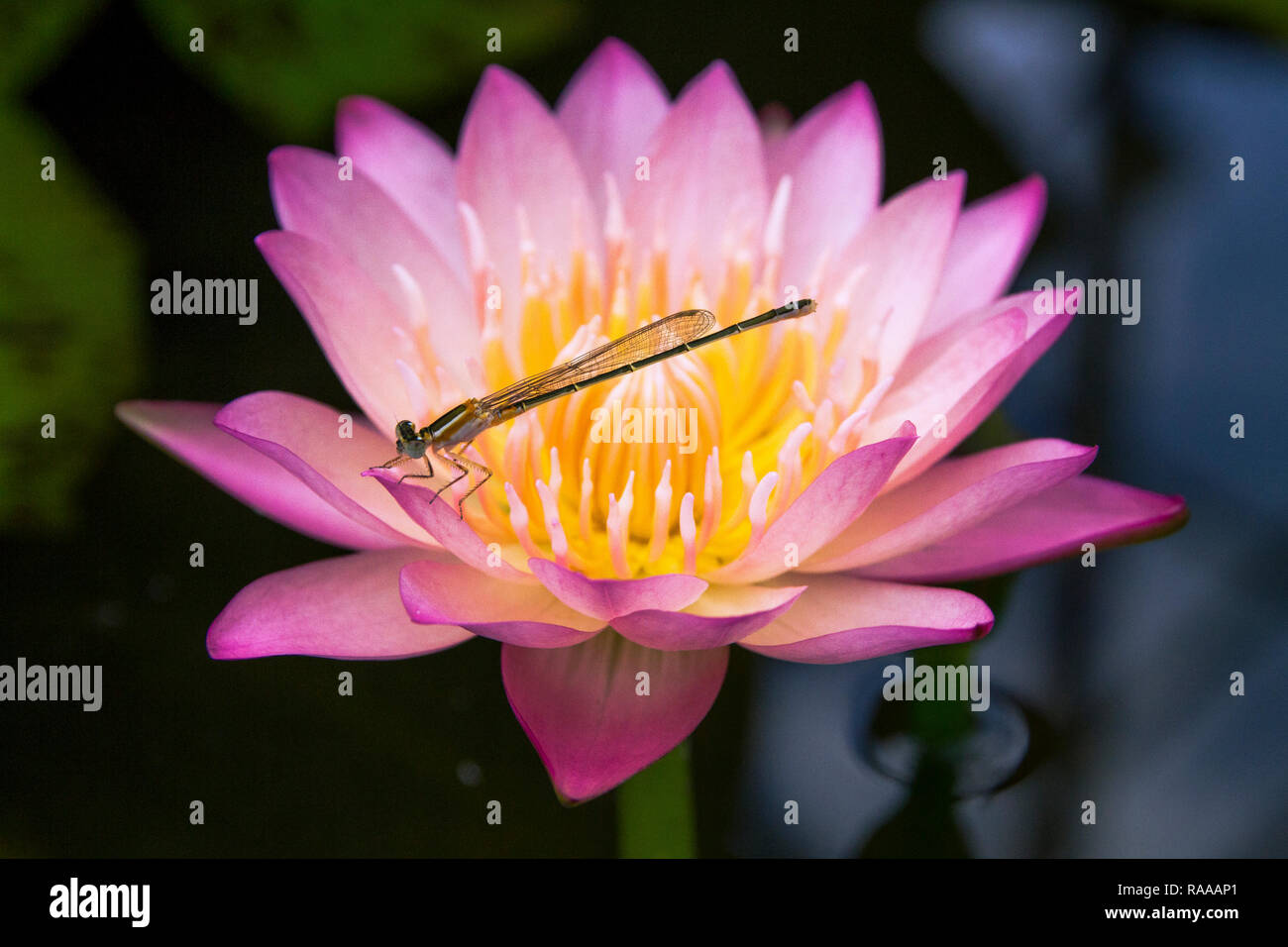 Dragonfly on a beautiful pink water lily flower Stock Photo - Alamy