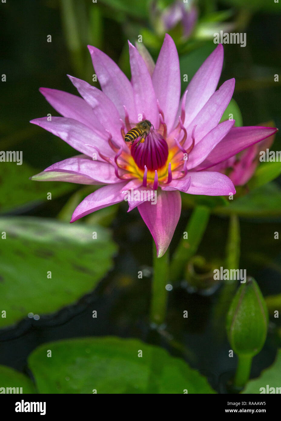Bee on waterlily hi-res stock photography and images - Alamy