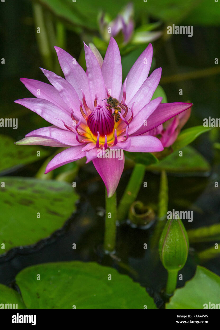 Bee and waterlily hi-res stock photography and images - Alamy
