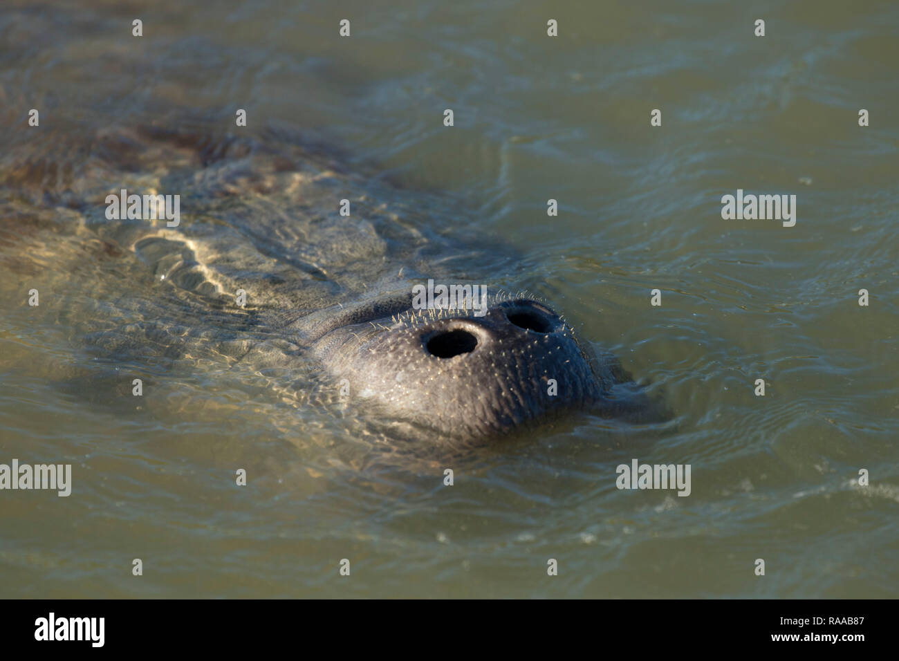West indian manatee hi-res stock photography and images - Alamy