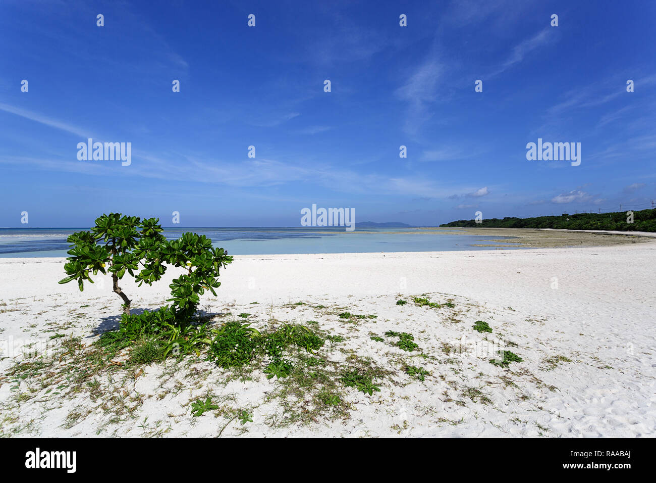 Lonely tree at spectacular white coral sand and clear turquoise waters on Kondoi Beach, Taketomi Island, Yaeyama Islands, Okinawa Prefecture, Japan Stock Photo