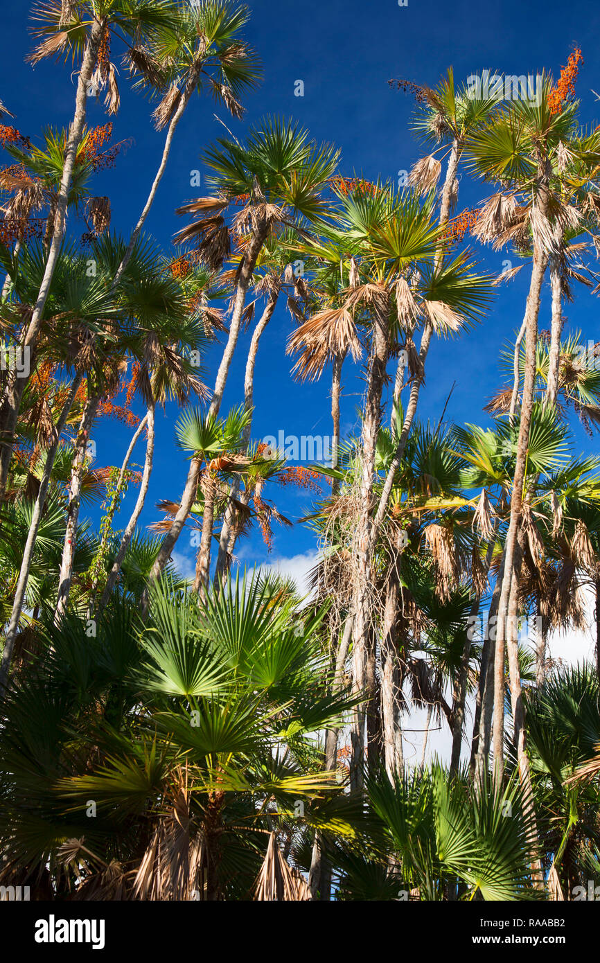 Mahogany forest hires stock photography and images Alamy