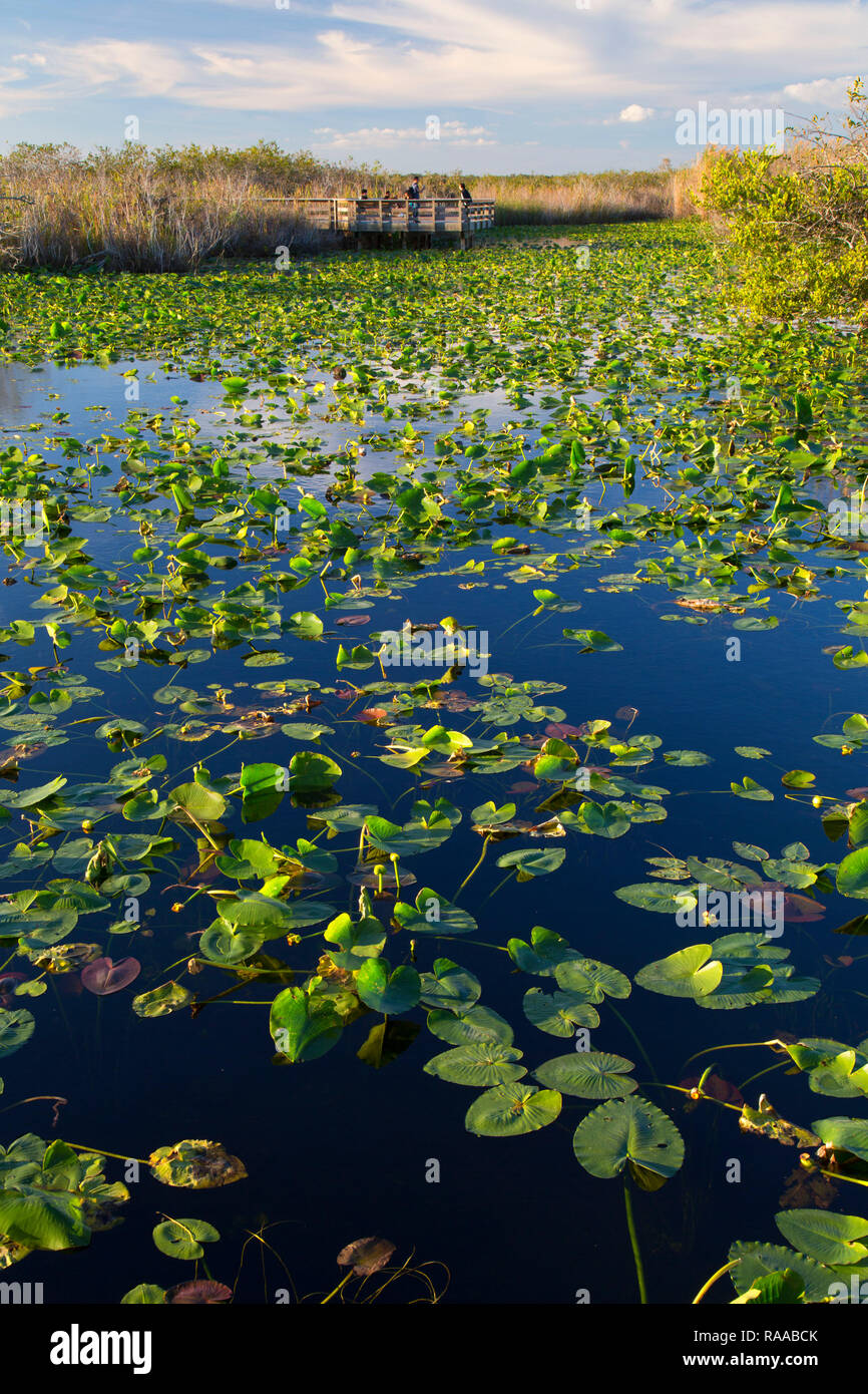 Pond along Anhinga Trail, Everglades National Park, Florida Stock Photo