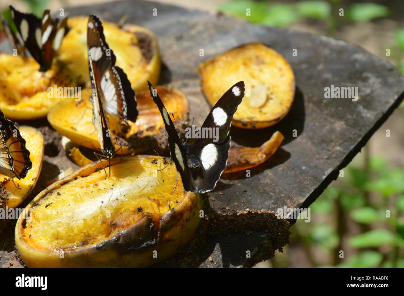 African Butterflies Stock Photo