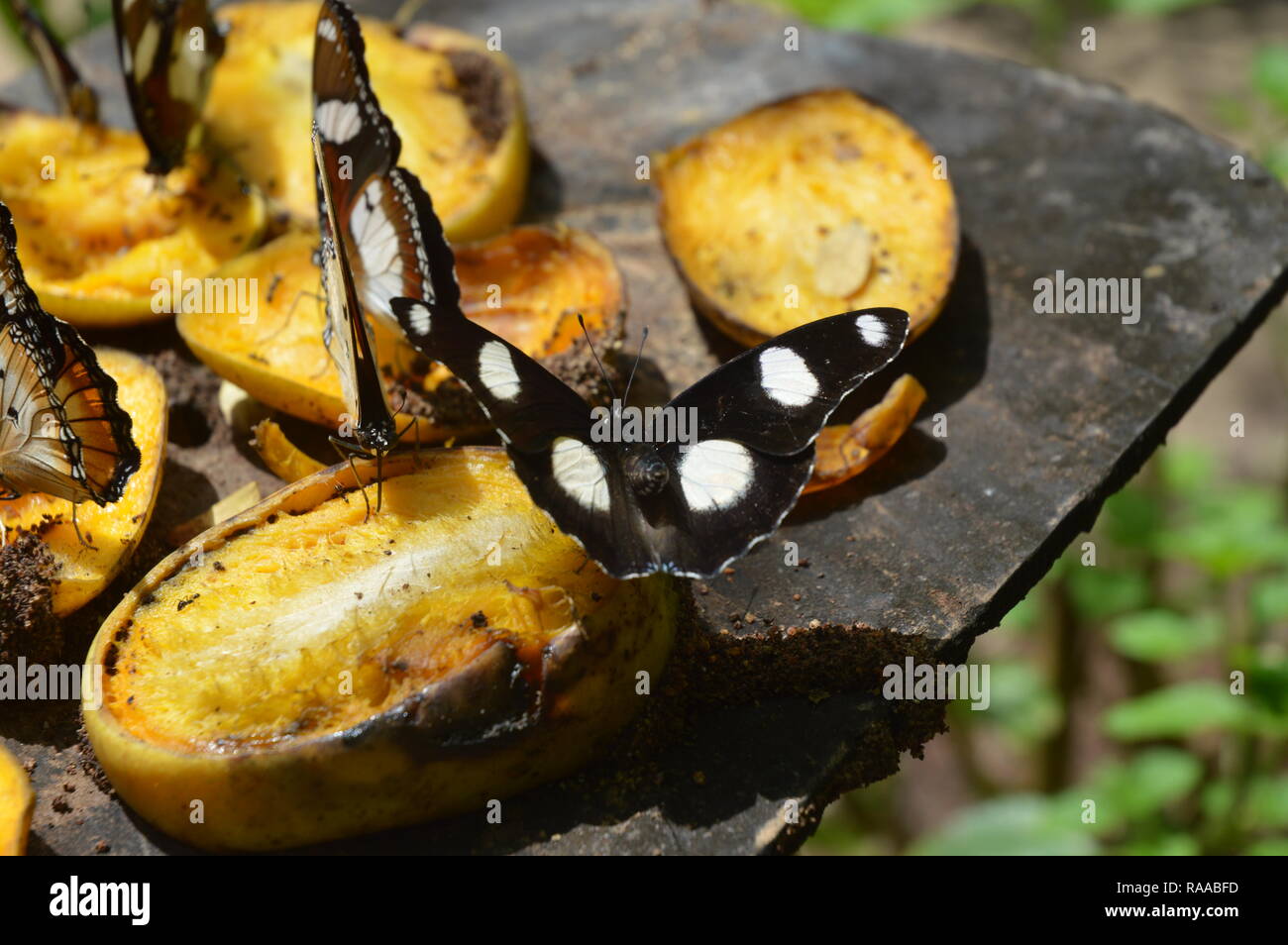 African Butterflies Stock Photo