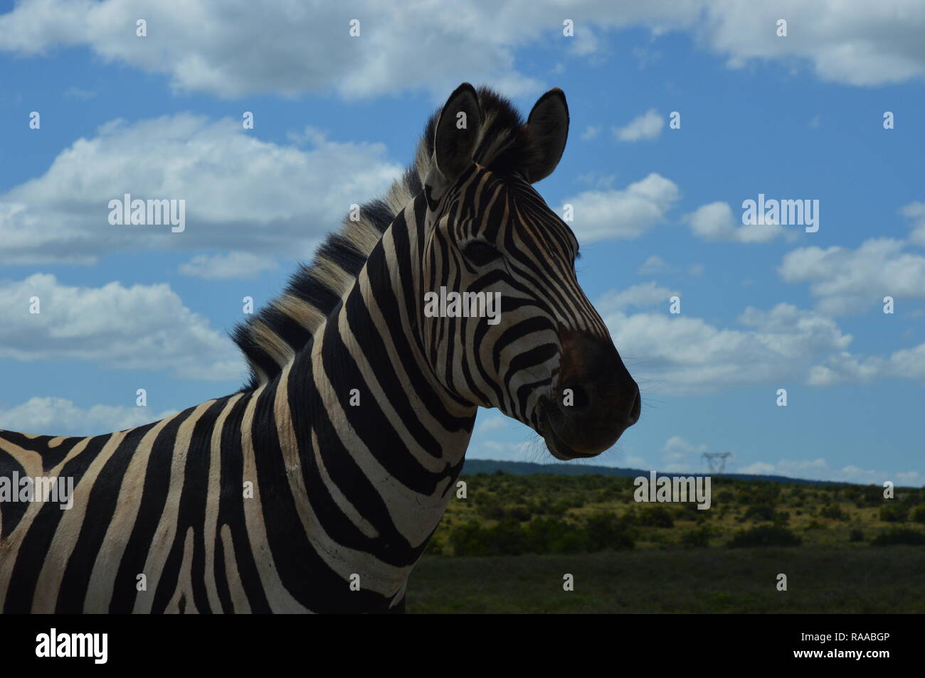 Zebra in South Africa Stock Photo Alamy